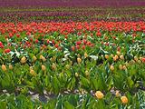Tulipes  la Torche