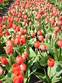 Tulipes  la Torche