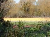 Tulipes  la Torche