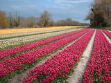 Tulipes  la Torche