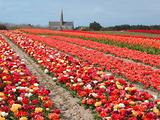Tulipes  la Torche