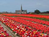 Tulipes  la Torche