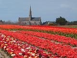 Tulipes  la Torche