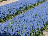Tulipes  la Torche