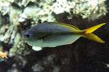 Monaco, Aquarium