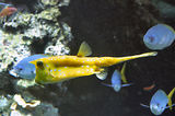 Monaco, Aquarium