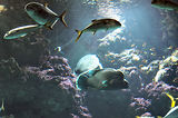 Monaco, Aquarium