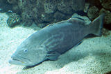 Monaco, Aquarium