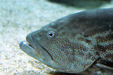 Monaco, Aquarium