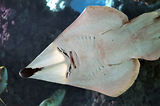 Monaco, Aquarium