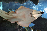 Monaco, Aquarium