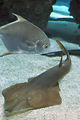 Monaco, Aquarium