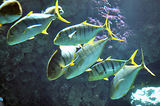 Monaco, Aquarium