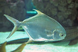 Monaco, Aquarium
