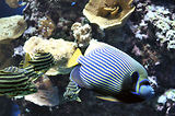 Monaco, Aquarium