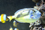 Monaco, Aquarium