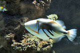 Monaco, Aquarium