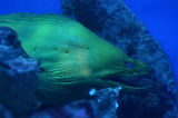 Monaco, Aquarium