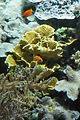 Monaco, Aquarium