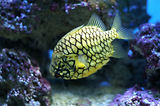 Monaco, Aquarium