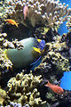 Monaco, Aquarium