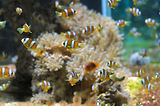 Monaco, Aquarium
