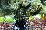 Monaco, Aquarium