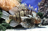 Monaco, Aquarium