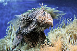 Monaco, Aquarium