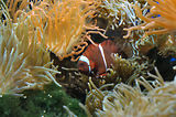 Monaco, Aquarium