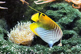 Monaco, Aquarium