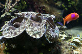Monaco, Aquarium