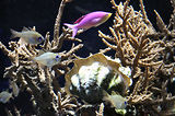 Monaco, Aquarium