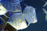 Monaco, Aquarium