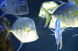 Monaco, Aquarium