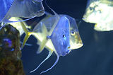 Monaco, Aquarium