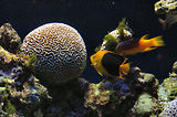 Monaco, Aquarium