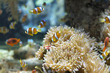 Monaco, Aquarium
