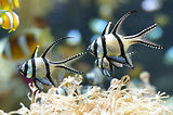 Monaco, Aquarium