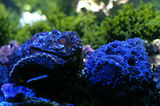 Monaco, Aquarium