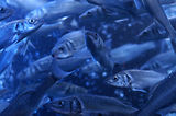 Monaco, Aquarium