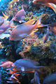 Monaco, Aquarium