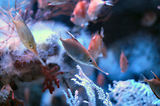 Monaco, Aquarium