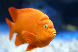 Monaco, Aquarium