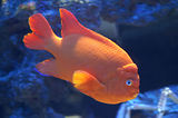 Monaco, Aquarium