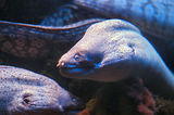 Monaco, Aquarium
