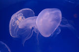 Monaco, Aquarium