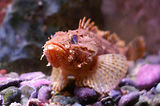 Monaco, Aquarium