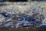 Monaco, Aquarium