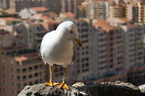 Monaco